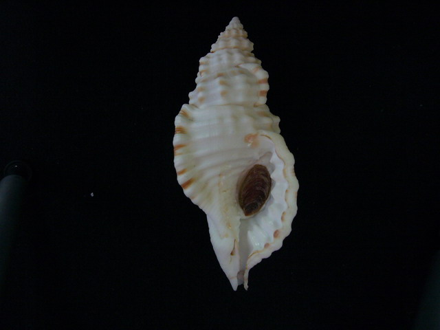 Cymatium corrugatum